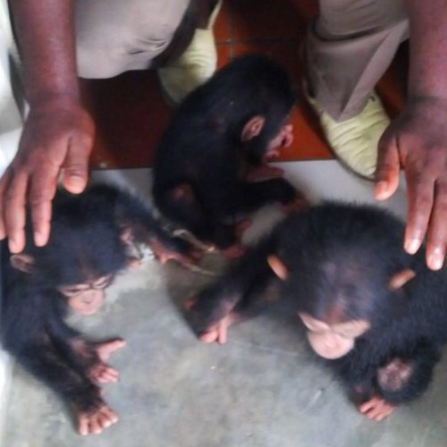 FS put the chimpanzees up for sale and no more posts of them appeared on his Instagram page.