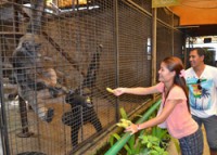 They end up in zoos far from Africa where people pay to see and feed them