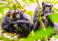 Chimpanzees should remain free in their forest homes