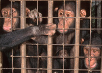 After their mothers are killed, the orphans are taken away by poachers. The frightened, traumatized orphans are caged up and sold as slaves