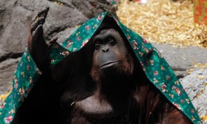 87e36a8b-1be4-4261-bc94-4c77e9d5b57f-460x276