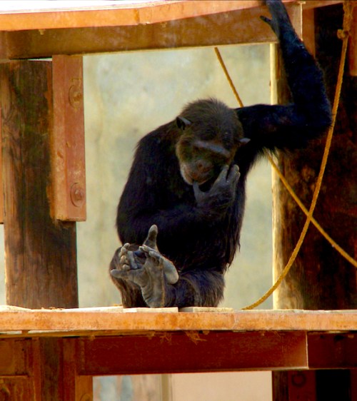 The spacious chimpanzee enclosure contained four animals.