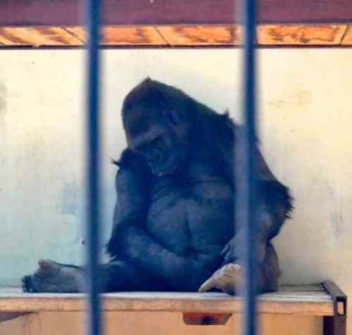 Digit the male does not seem too badly off, but Diana shows signs of deep depression.