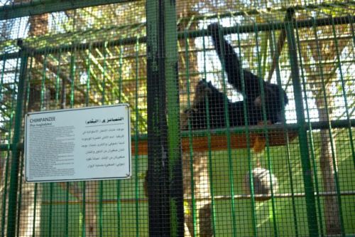 The four chimpanzees are held in two squalid cages.