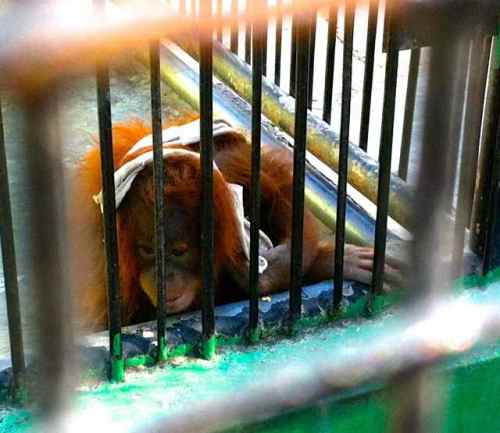 The baby orangutan is in a barren cage alone with no enrichment. PEGAS saw it rolling around trying to play.