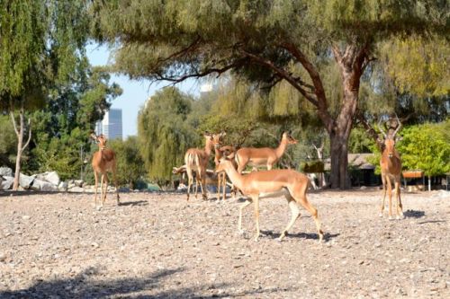 The Sheikh Butti Wildlife Centre is a well-managed private wildlife breeding centre.