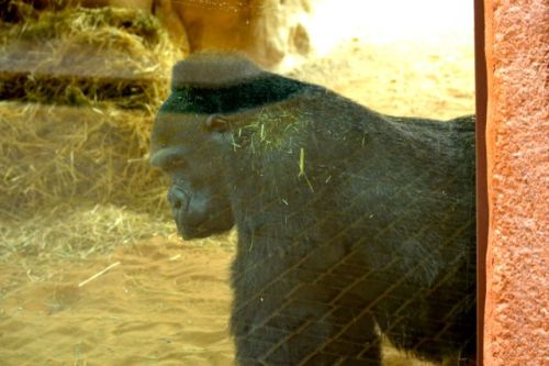 Lady is a western lowland gorilla that arrived at Al Ain Zoo in 1978. She has been alone since about 2006.