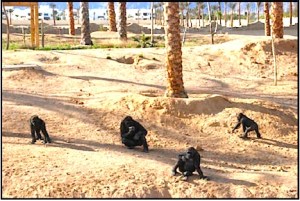 PASA Egypt gorillas