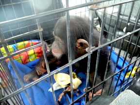 Jacksy being rescued and driven to Libassa. She quietly munched bananas on the drive there. (Photos: D. Stiles)