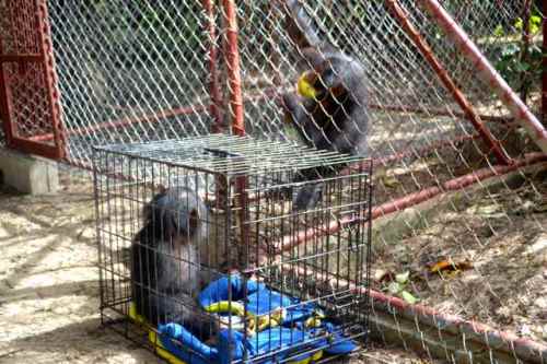 Jacksy, since renamed Sweetpea by Phoebe, looks at Guey in wonder. Guey is no doubt the first chimpanzee that Jacksy has seen since she was snatched from her mother’s dead arms as a baby. (Photo: D. Stiles)