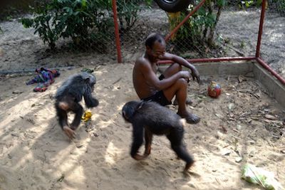 Guey, who is bigger and more aggressive than Jacksy, chased Jacksy around when she was released into the enclosure. Mbama acts as referee. (Photo: D. Stiles)
