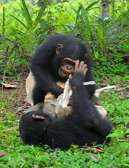 It’s playtime for Guey and Sweetpea at LIBR (Photo: J. Desmond)