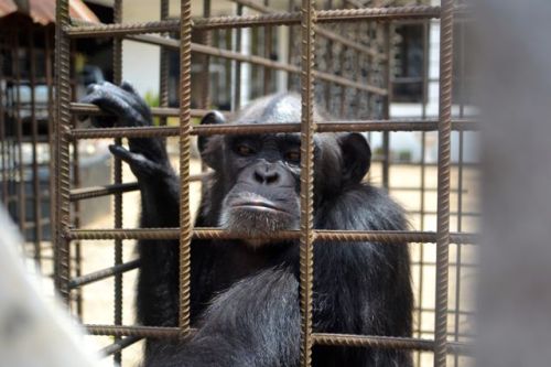 The lonely chimpanzee living in the courtyard of a Liberian senator. (Photo: D. Stiles)