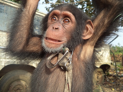 Jacksy before rescue. (Photos: Phoebe Mckinney) 