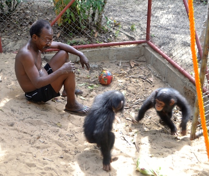 Guey and Sweetpea meeting for the first time in their new enclosure at Libassa Wildlife Sanctuary, free to run and play with another chimpanzee for the first time in their lives. Mbama, their caretaker, looks on. (Photo: D. Stiles)
