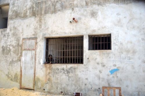 Jacksy behind bars. (Photos: D. Stiles)