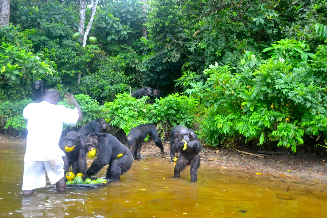The chimpanzees dig into the fruit basin with delight. (Photo: D. Stiles)