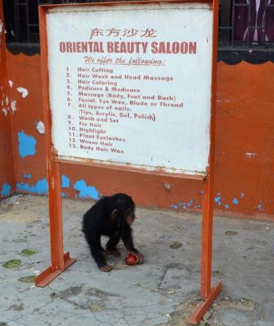 Jacksy came to pick up the apple. (Photo: D. Stiles)