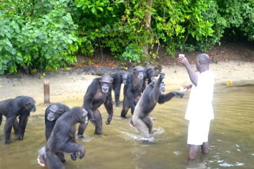 Each chimpanzee was also administered a measured amount of milk. (Photo: D. Stiles)