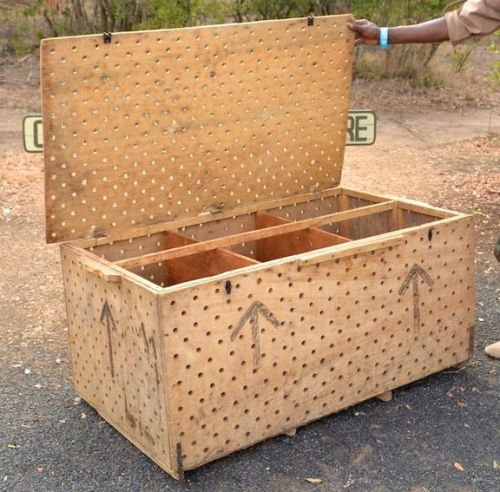 Great apes are shipped by air in crude boxes like this one. It is not uncommon for fatalities to occur during transport.