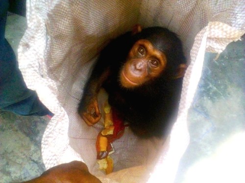 Fiston sent PEGAS a photo of the chimpanzee that was offered for sale in Kinshasa soon after PEGAS left the country.