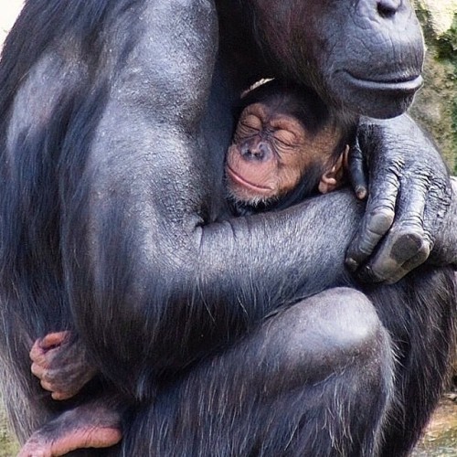 Chimpanzee mothers are very protective of their infants. The mothers always have to be killed or incapacitated to capture the infants for trade.