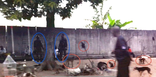 The red circles show monkeys and the blue ovals are around soldiers that protect the middlemen.