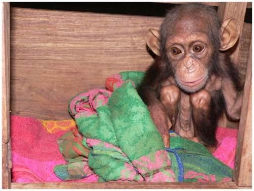 4Ian chimpanzee box 2 copy