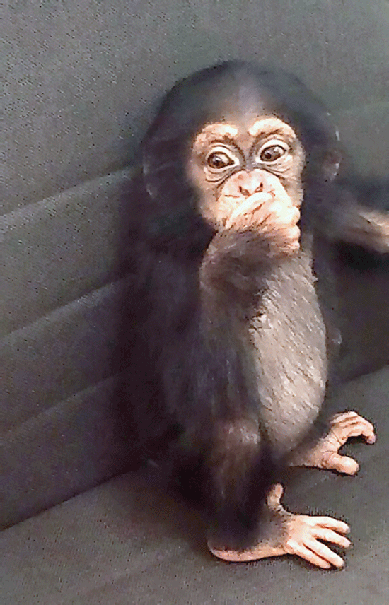 4Qatar seizure 11.15