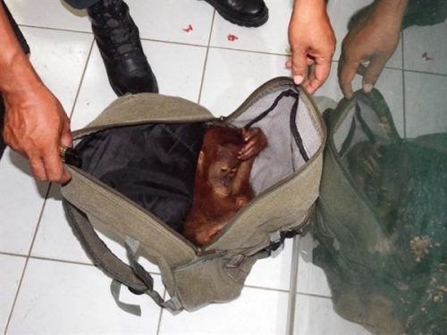 Live great ape infant trafficking is on the rise, according to UN-GRASP