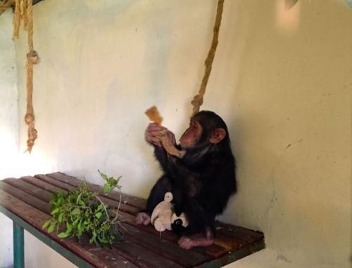 Manno in his quarantine room.