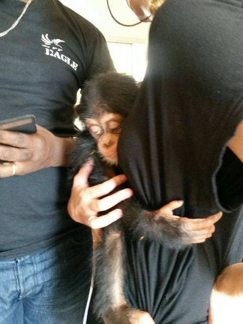 A baby chimpanzee seized recently in Guinea destined for the pet market. With no support from President Condé this will continue. (Photo/GALF)
