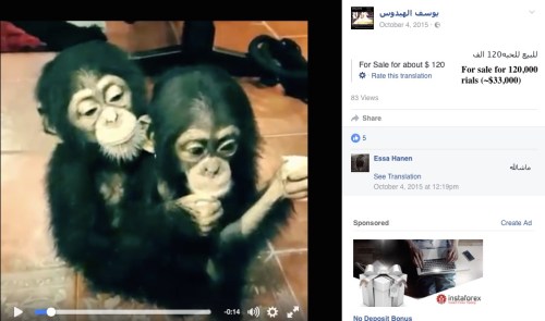 Some posts openly show the selling of great apes, even sometimes showing the prices