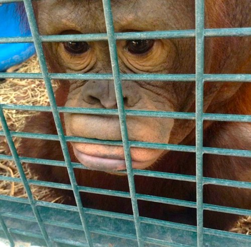 While others show where they end up - in cages