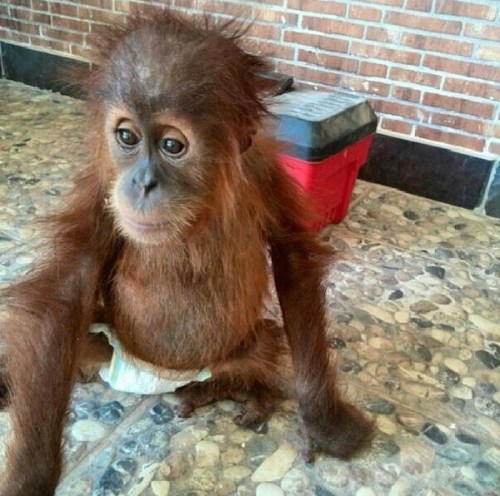 Some posts capture the look of despair on the apes